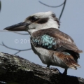 Kookaburra