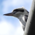 Kookaburra