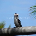 Kookaburra