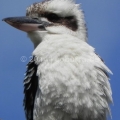 Kookaburra