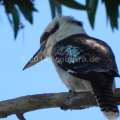 Kookaburra