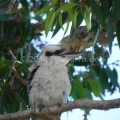 Kookaburra