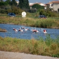 Flamingos