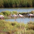 Flamingos